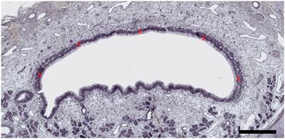 Inflammation interferes with chemoreception in pigs by altering the neuronal layout of the vomeronasal sensory epithelium